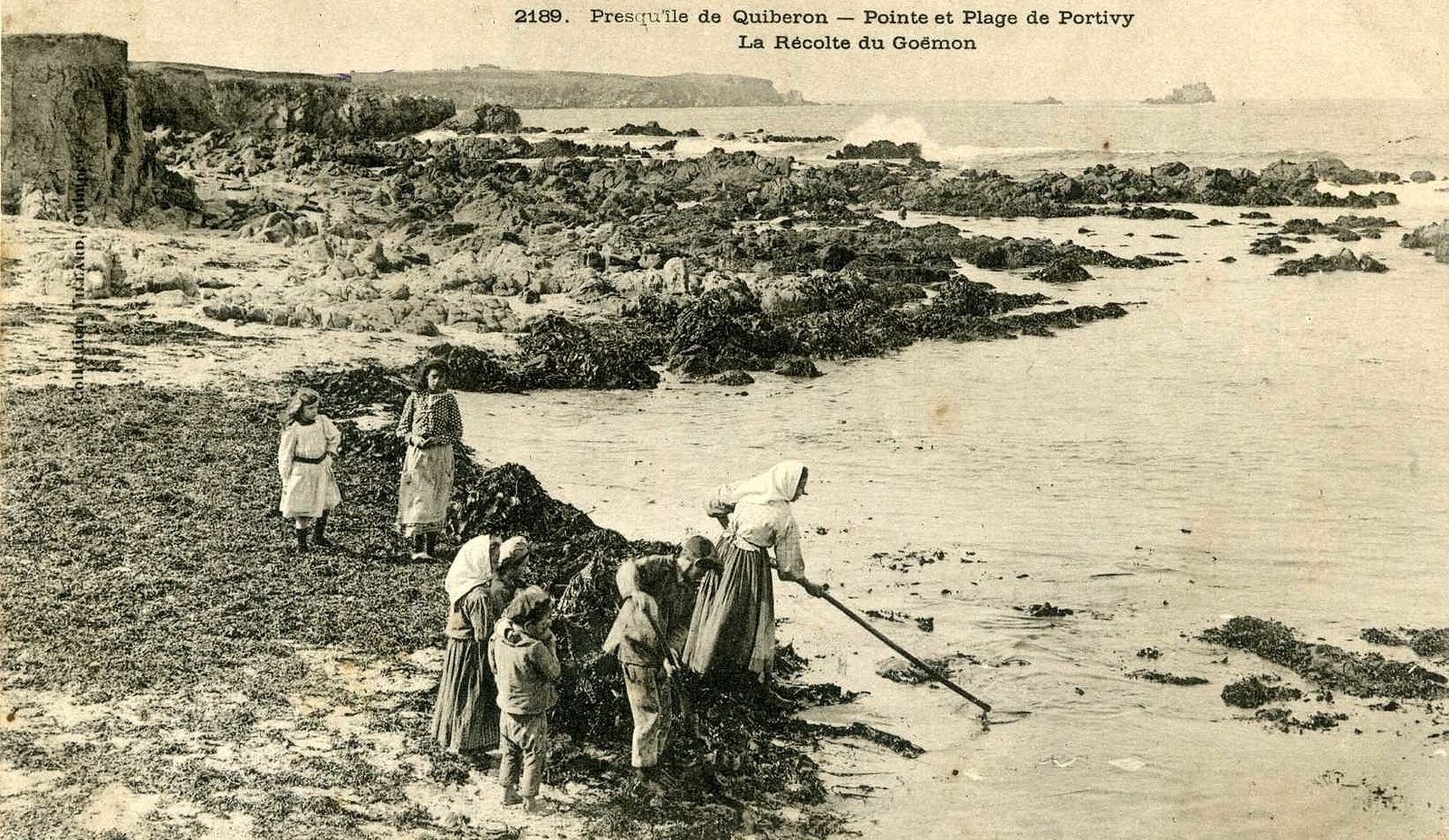 Récolte du goémon à Portivy au début du siècle dernier, charrettes et voiles au bord de l'eau