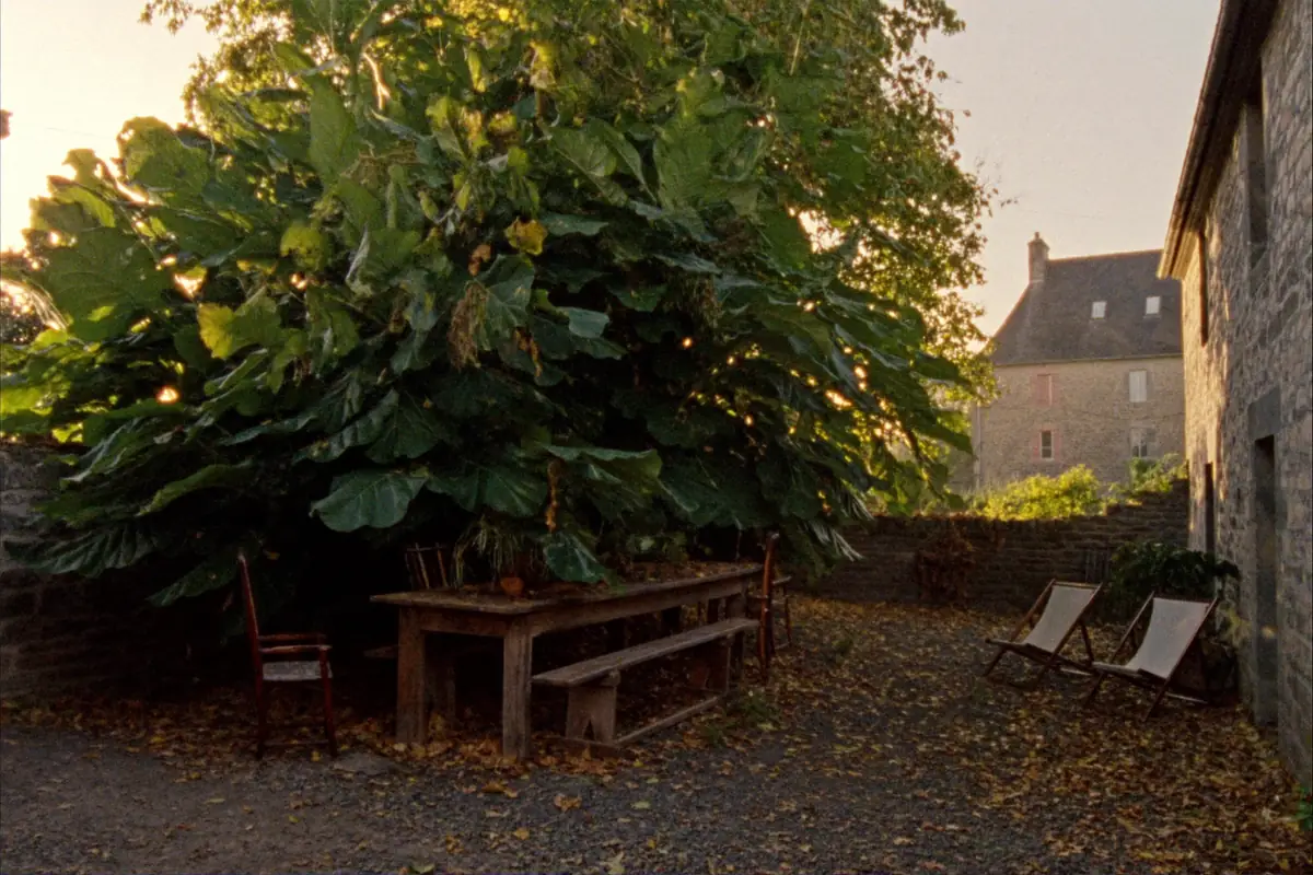 Le jardin sous le grand figuier, table en bois entre les murs de pierre